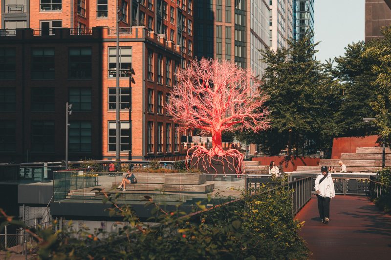 Old Tree, High Line NYC, illuminated by light